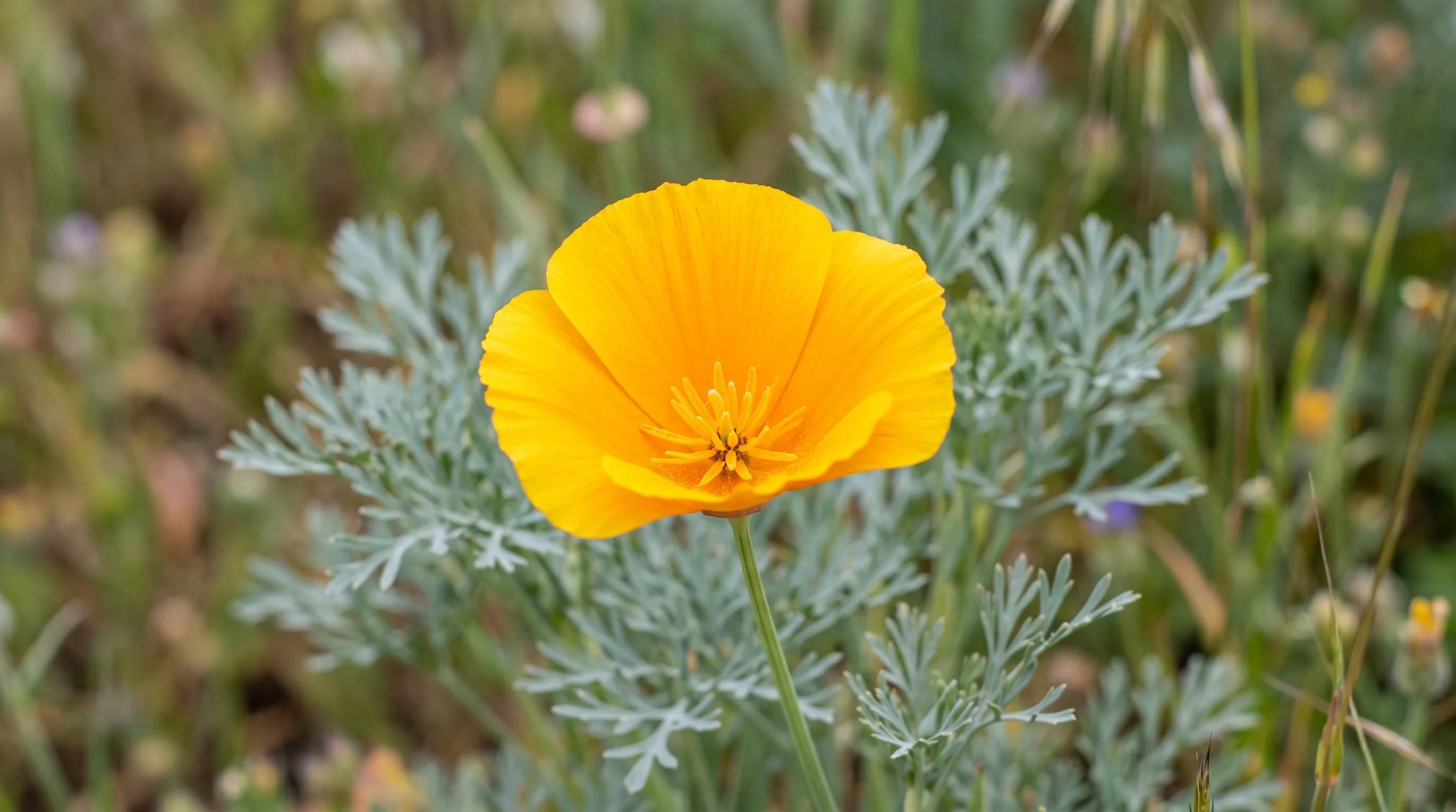 A diagnostic close-up of a single California poppy flower fully open showing the four bright orange-yellow petals with the silvery-blue feathery foliage visible behind