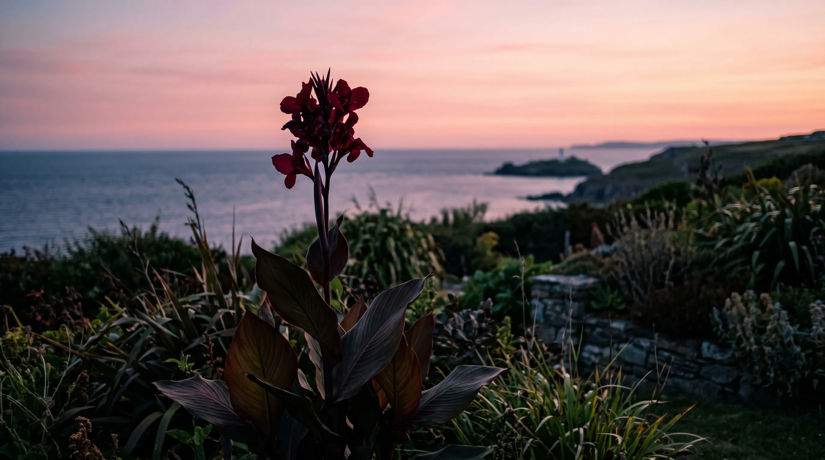 Canna Black Knight with dark wine red flowers and bronze leaves at dusk in a Cornish garden