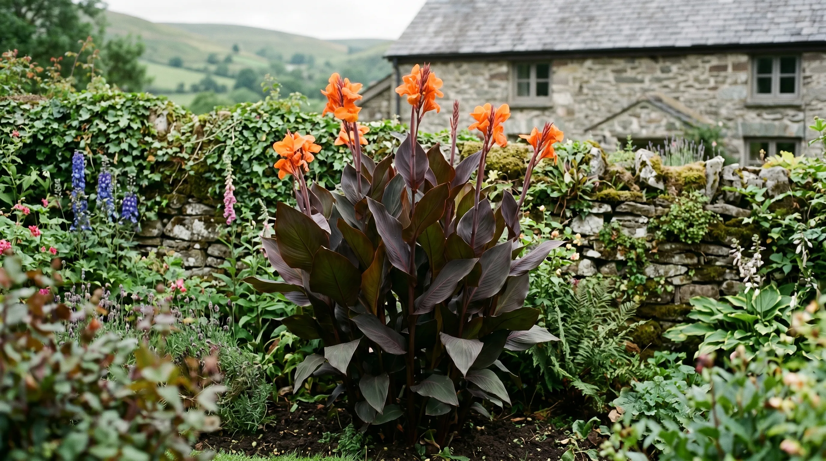 Canna Wyoming with bronze leaves and bright orange flowers in a Welsh garden