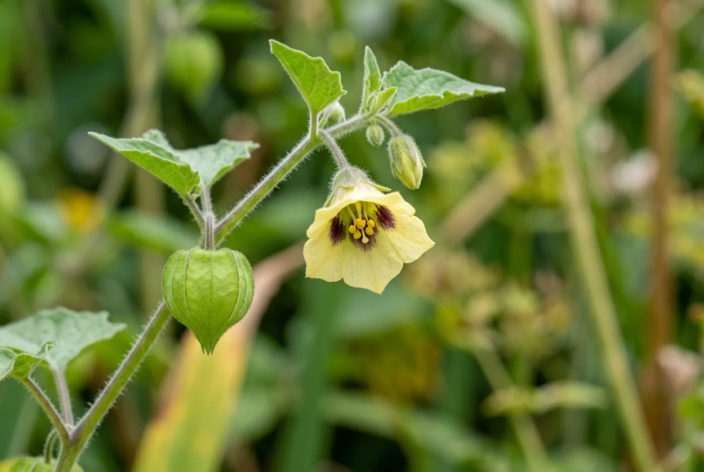 Cape gooseberry flower with yellow petals and dark purple throat blotches among green husks
