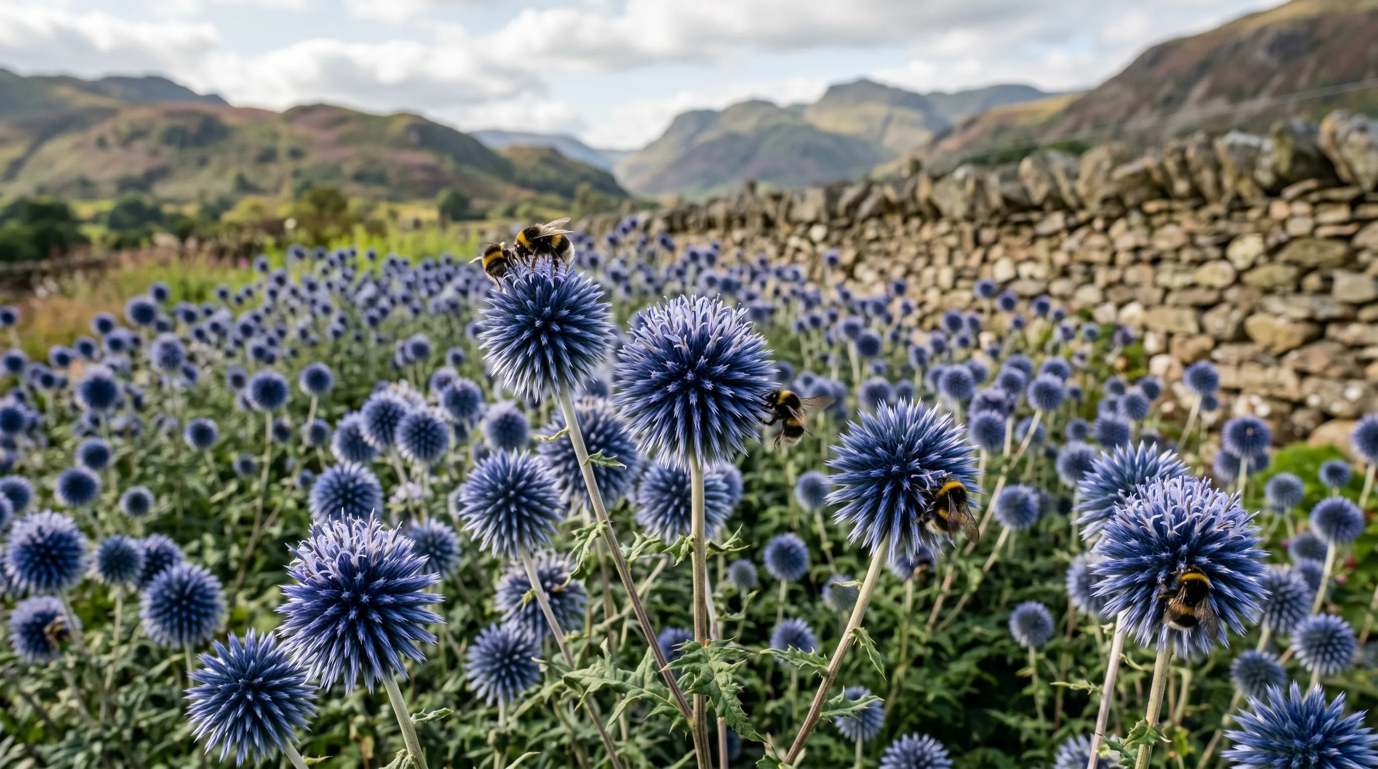 Mass planting of Echinops ritro Taplow Blue globe thistles with bumblebees feeding in a Lake District garden in late summer