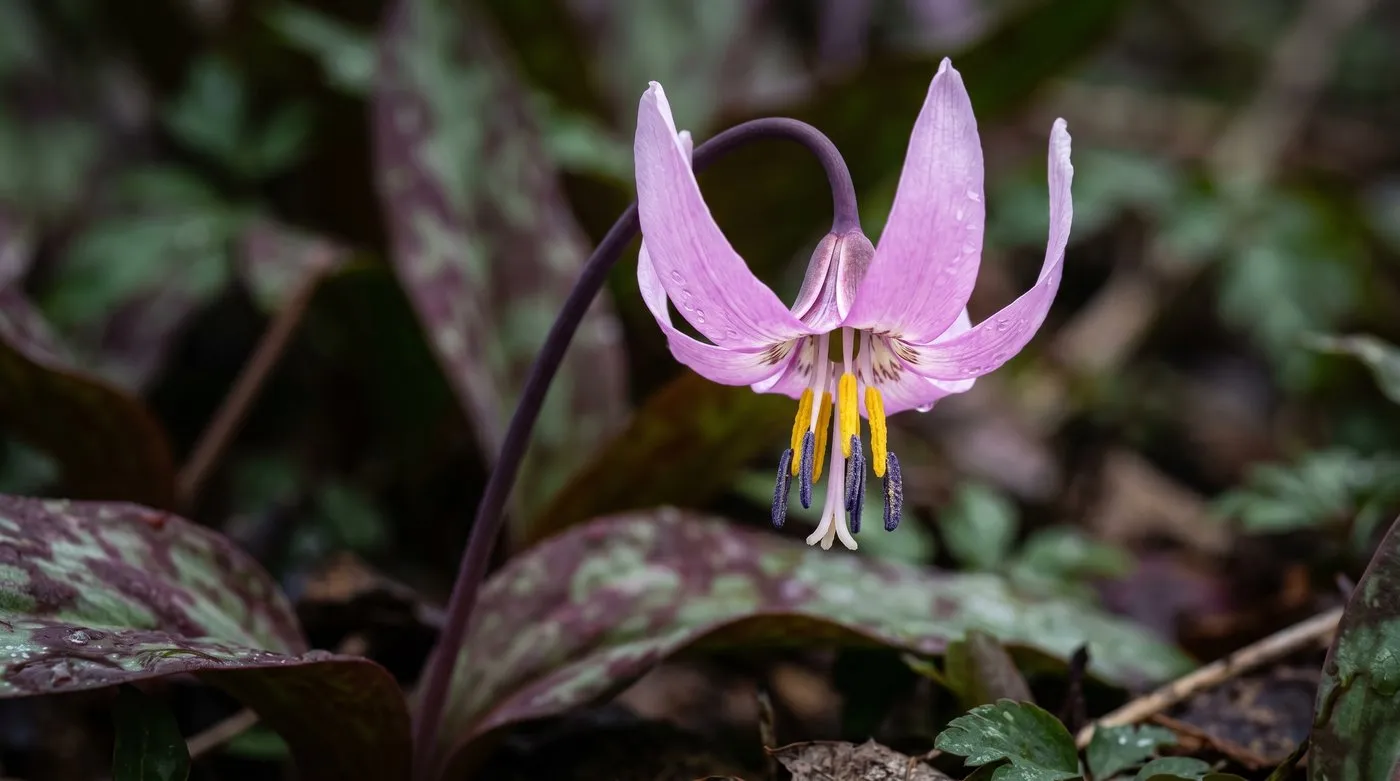 Pink reflexed flowers of Erythronium dens-canis dog's tooth violet in a shady spring border