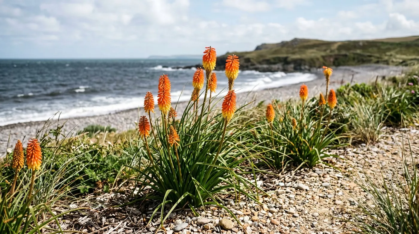 Red hot pokers flowering in a free-draining UK seaside garden with the coast softly blurred behind
