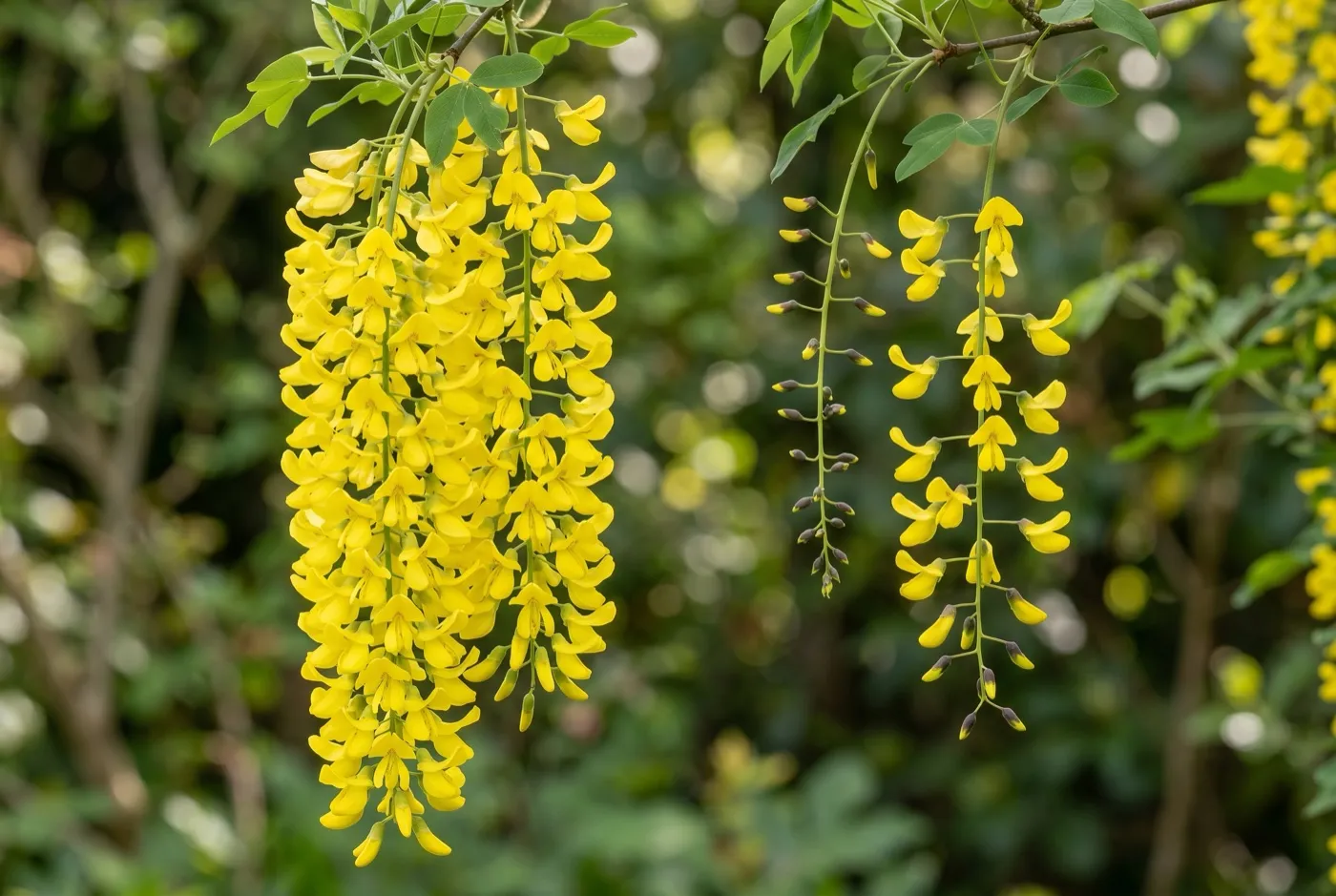 Side-by-side comparison of long Vossii laburnum racemes against shorter common laburnum flowers