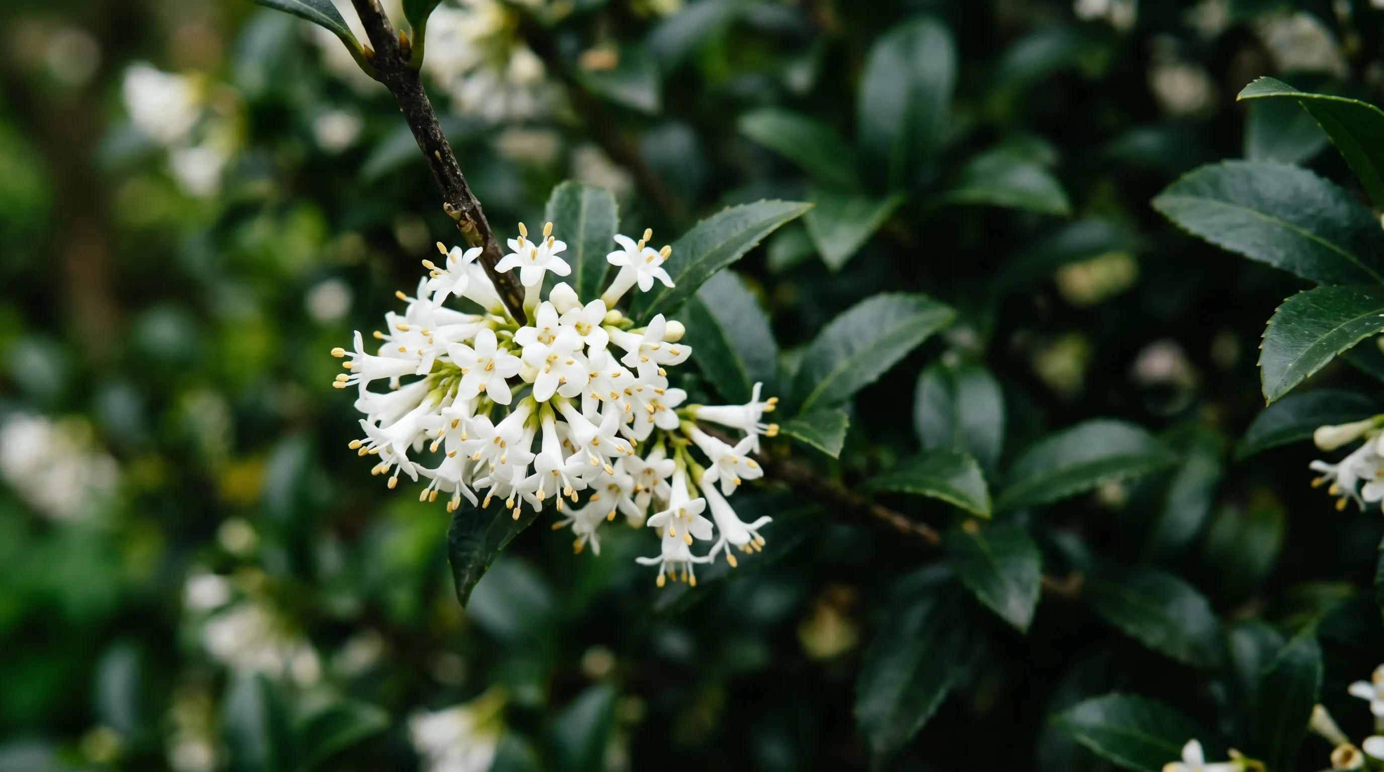 A close-up of an Osmanthus burkwoodii flower cluster showing the small white tubular flowers with the dark glossy evergreen foliage behind, in late April in a UK garden