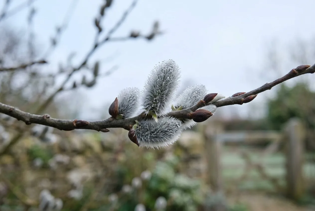 A close-up of silvery silky pussy willow catkins at the unopened silver stage on bare Salix caprea stems against a soft winter sky in a Staffordshire garden