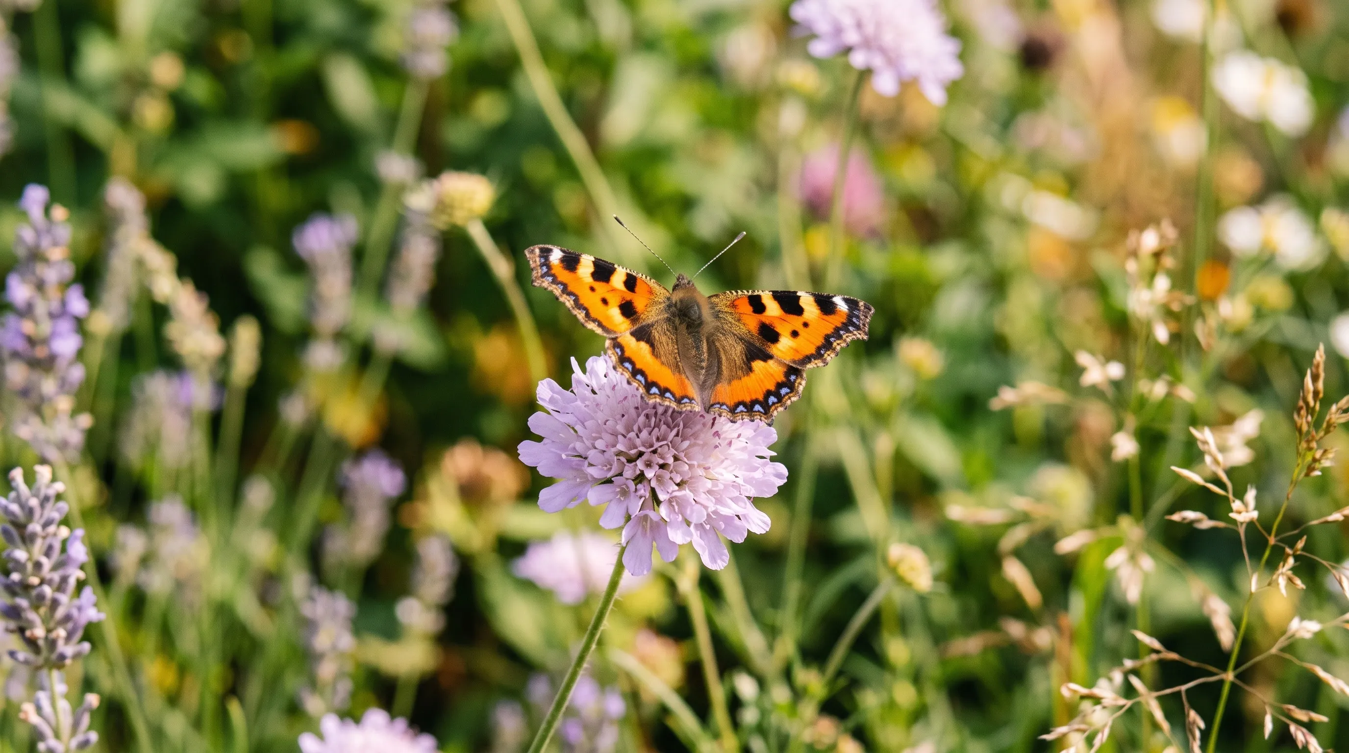 A small tortoiseshell butterfly feeding on a lilac scabious flower in a summer garden
