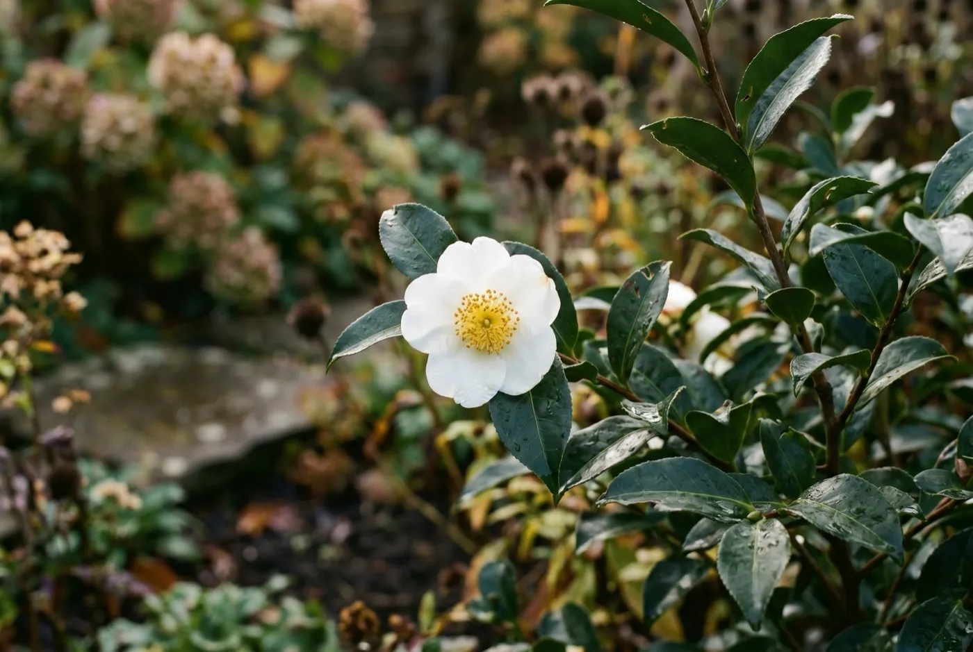White scented Camellia sinensis flower with golden stamens blooming on a tea bush in autumn