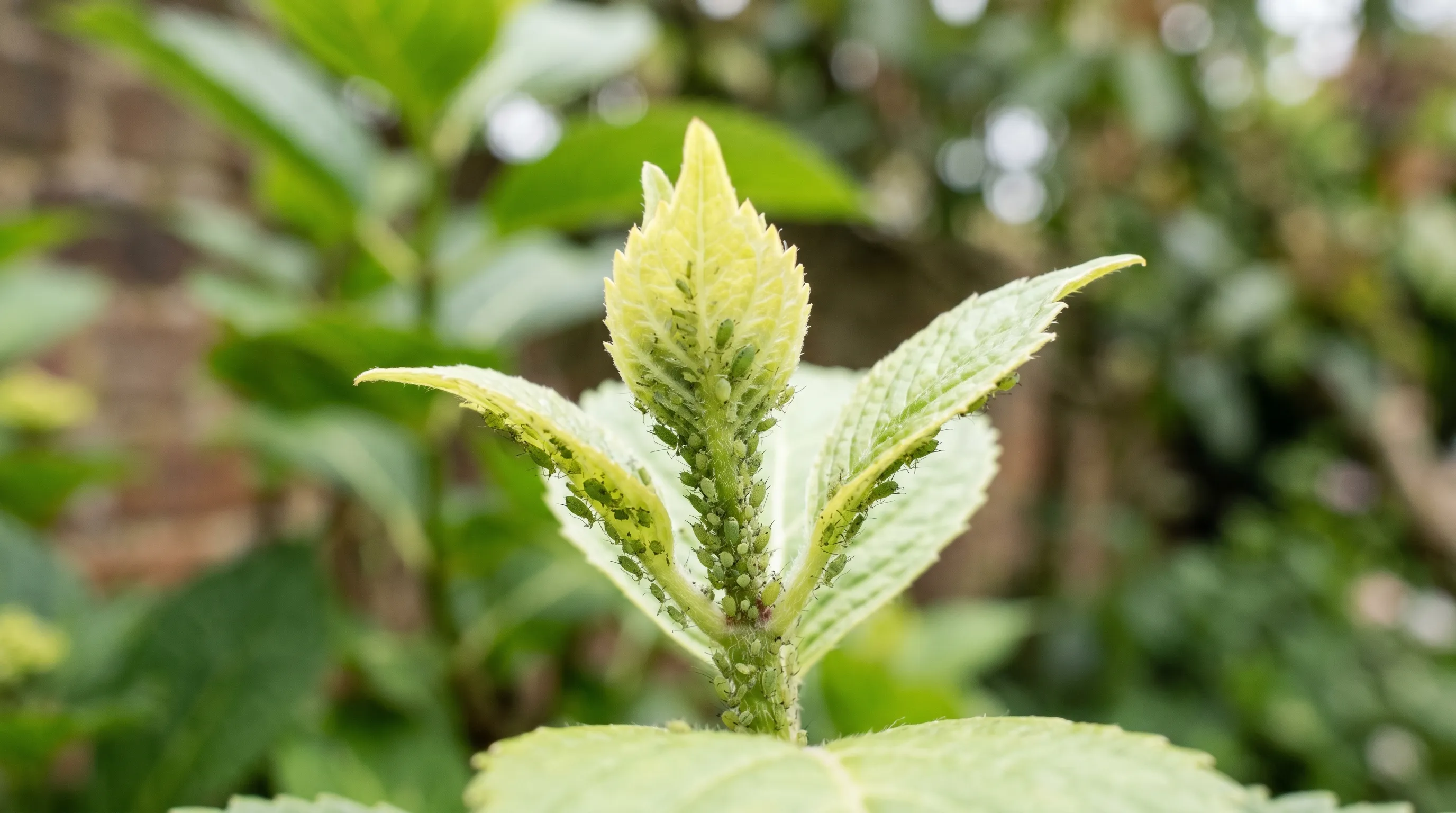 A close-up of aphid cluster on the tender new shoot tip of a UK hydrangea in mid May, with the small green aphids visible against the new pale green leaves