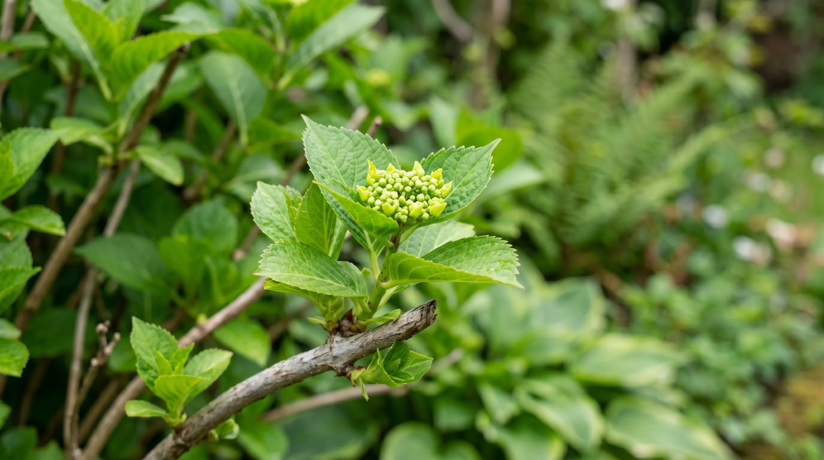 A diagnostic close-up of a UK hydrangea plant showing healthy new green growth with visible flower bud clusters forming at the tips of last year's stems in mid May