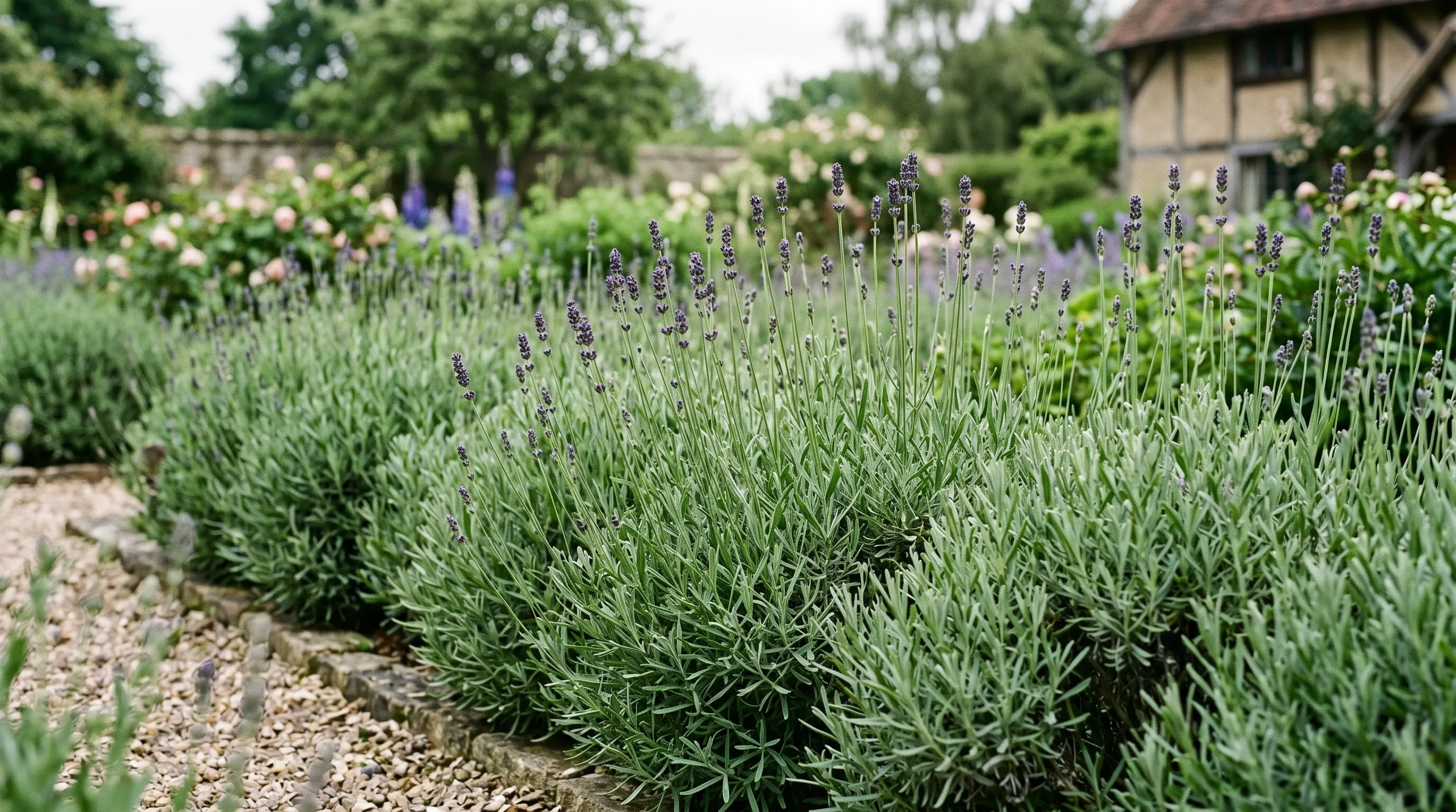 A UK lavender border in late May showing dense grey-green foliage with first flower buds emerging on tall stems above the plants