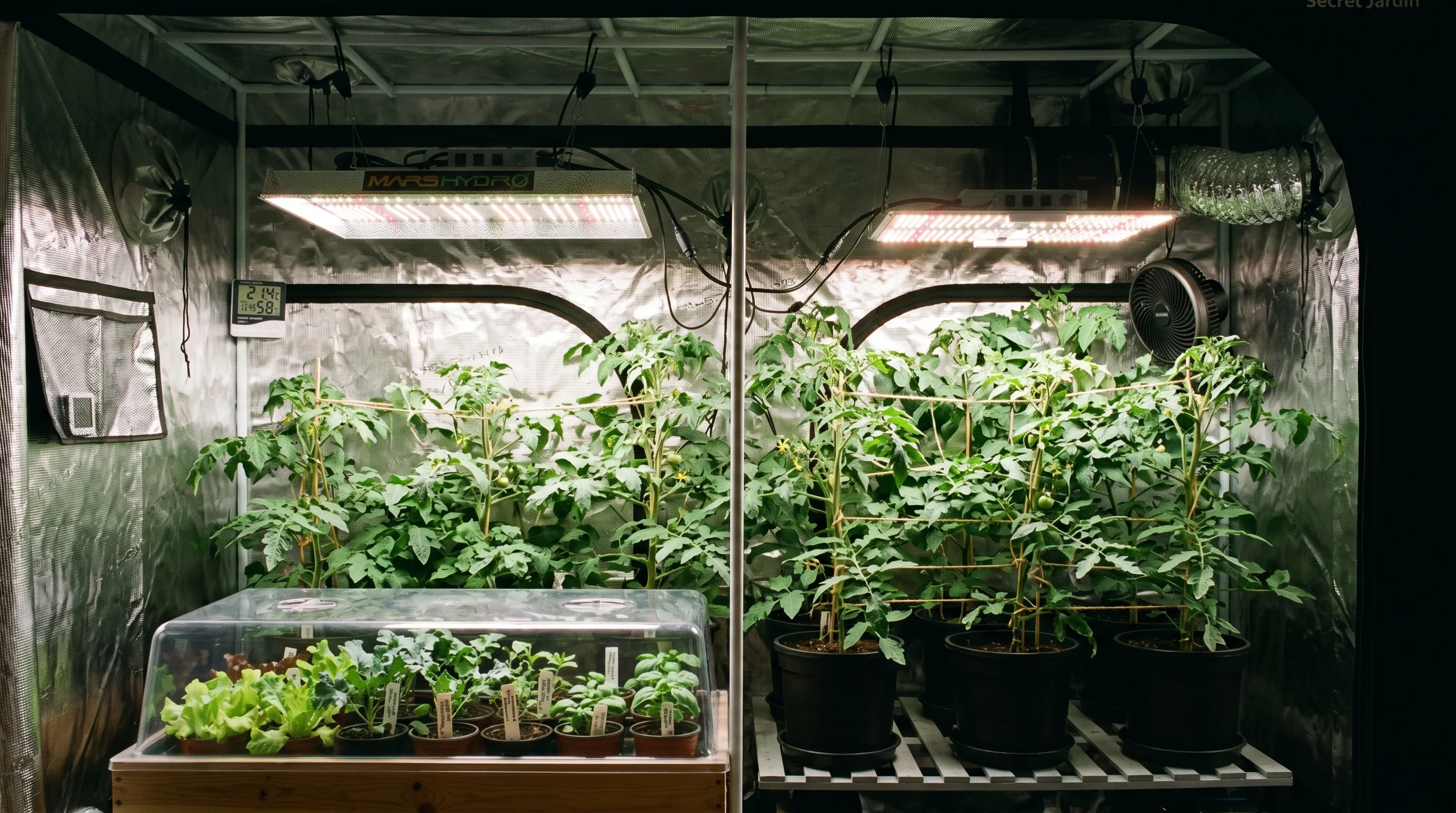 A UK indoor grow tent showing two full-spectrum LED grow lights illuminating a tray of vegetable seedlings and a row of cordon tomato plants
