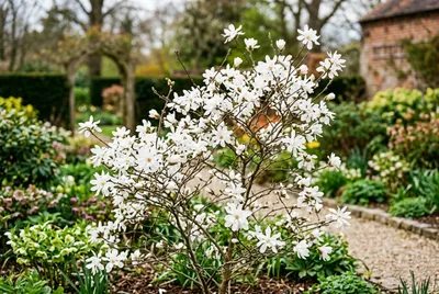 Magnolia (Magnolia stellata)