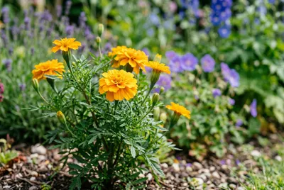 Marigold (Tagetes patula)
