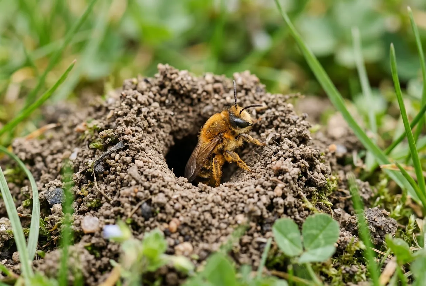Close-up of a mining bee at the entrance hole of its burrow in a small soil mound in a UK lawn