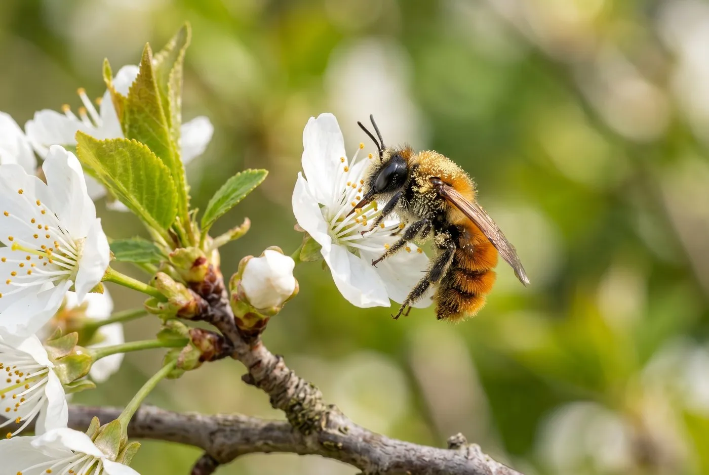 A tawny mining bee feeding on spring fruit blossom dusted with pollen in a UK garden