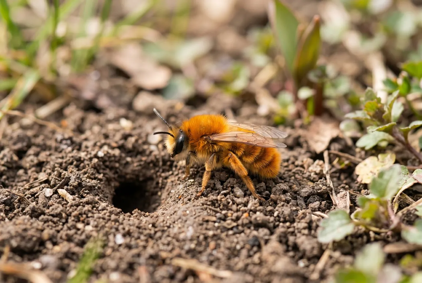 A tawny mining bee, a female with dense fox-red orange hair, resting on bare soil beside a burrow entrance in a UK garden