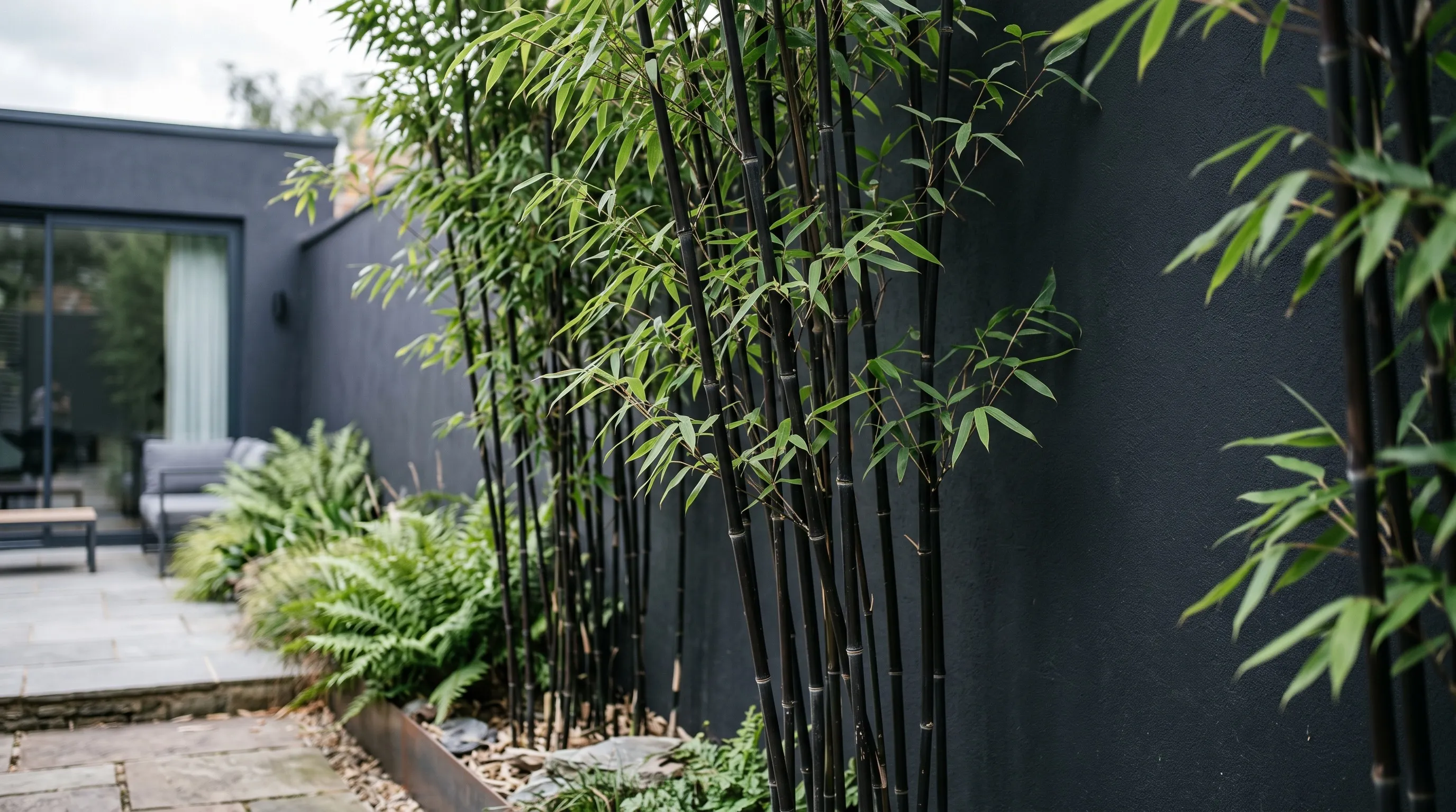Black bamboo screen with dark canes against a smooth rendered charcoal wall