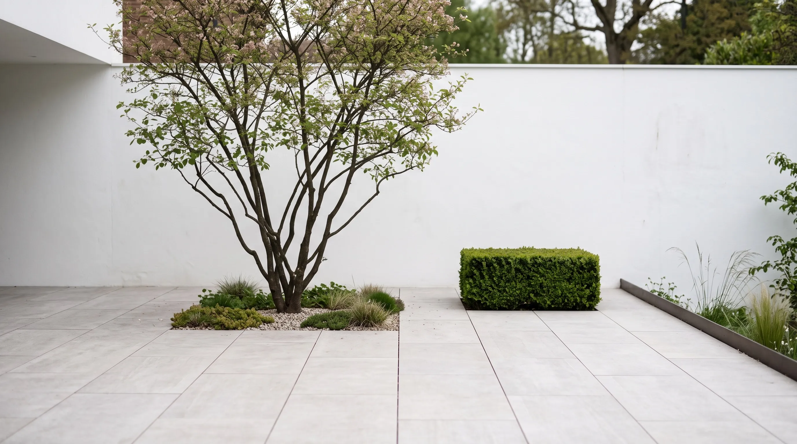 Minimalist modernist garden with large-format porcelain paving, a rendered wall and a single multi-stem tree in generous negative space