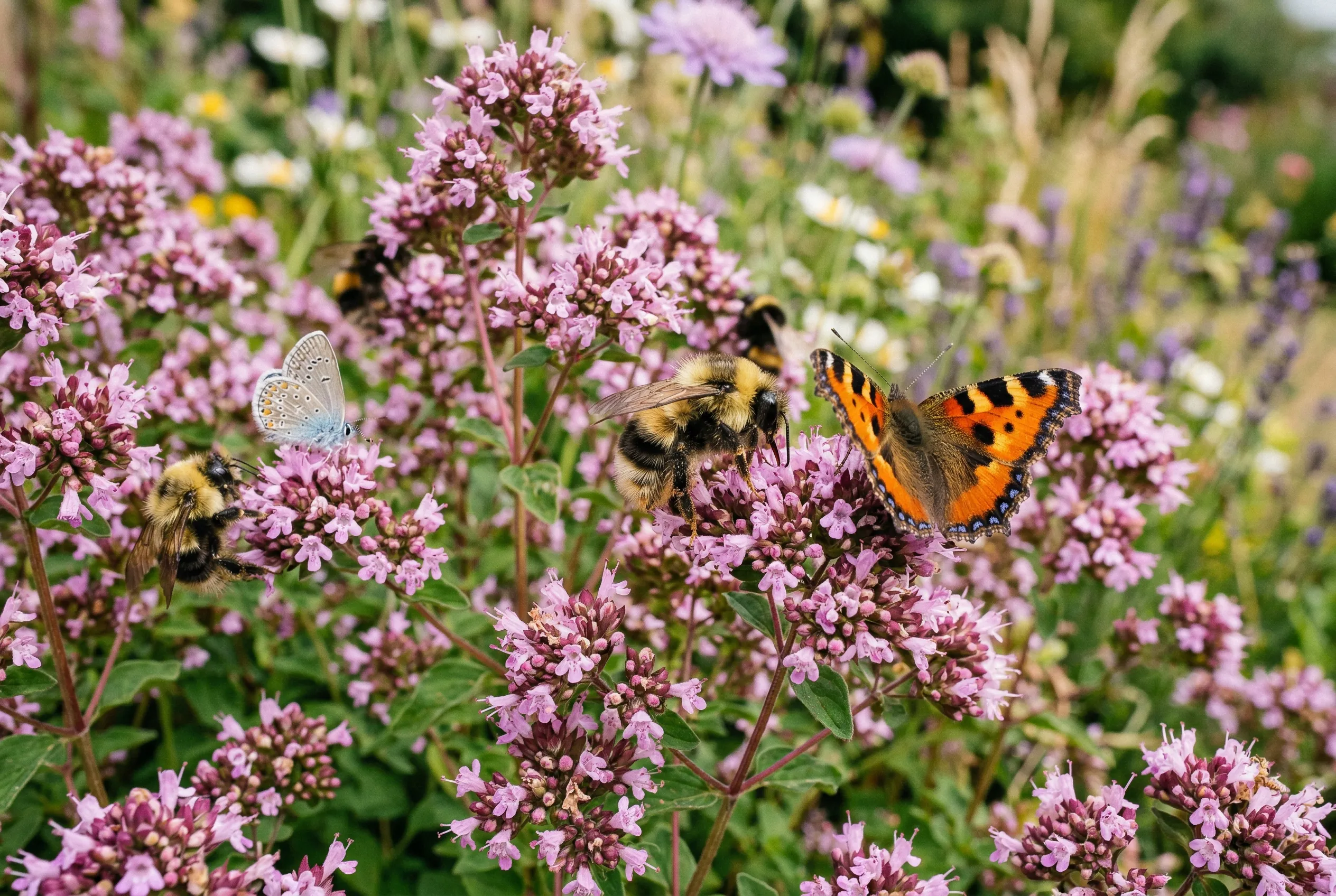 Oregano flowers covered in bees and butterflies in a UK wildlife garden