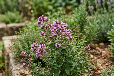 Oregano (Origanum vulgare)