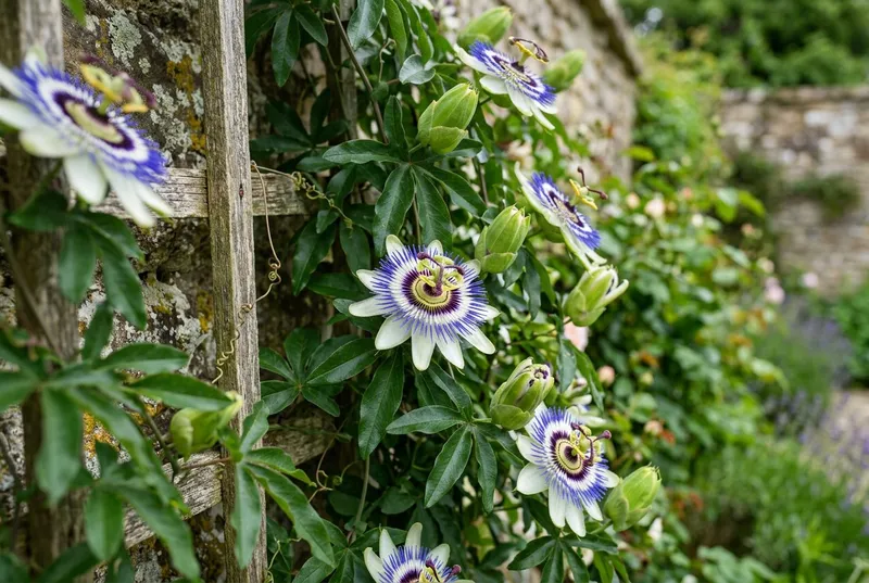 Passion Flower (Passiflora caerulea) growing in a UK garden