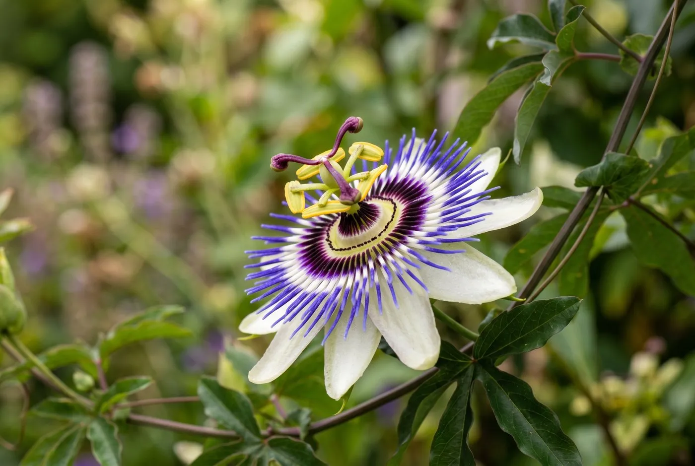 Close-up of a blue passionflower bloom showing the purple filaments and central structure on a Devon terrace