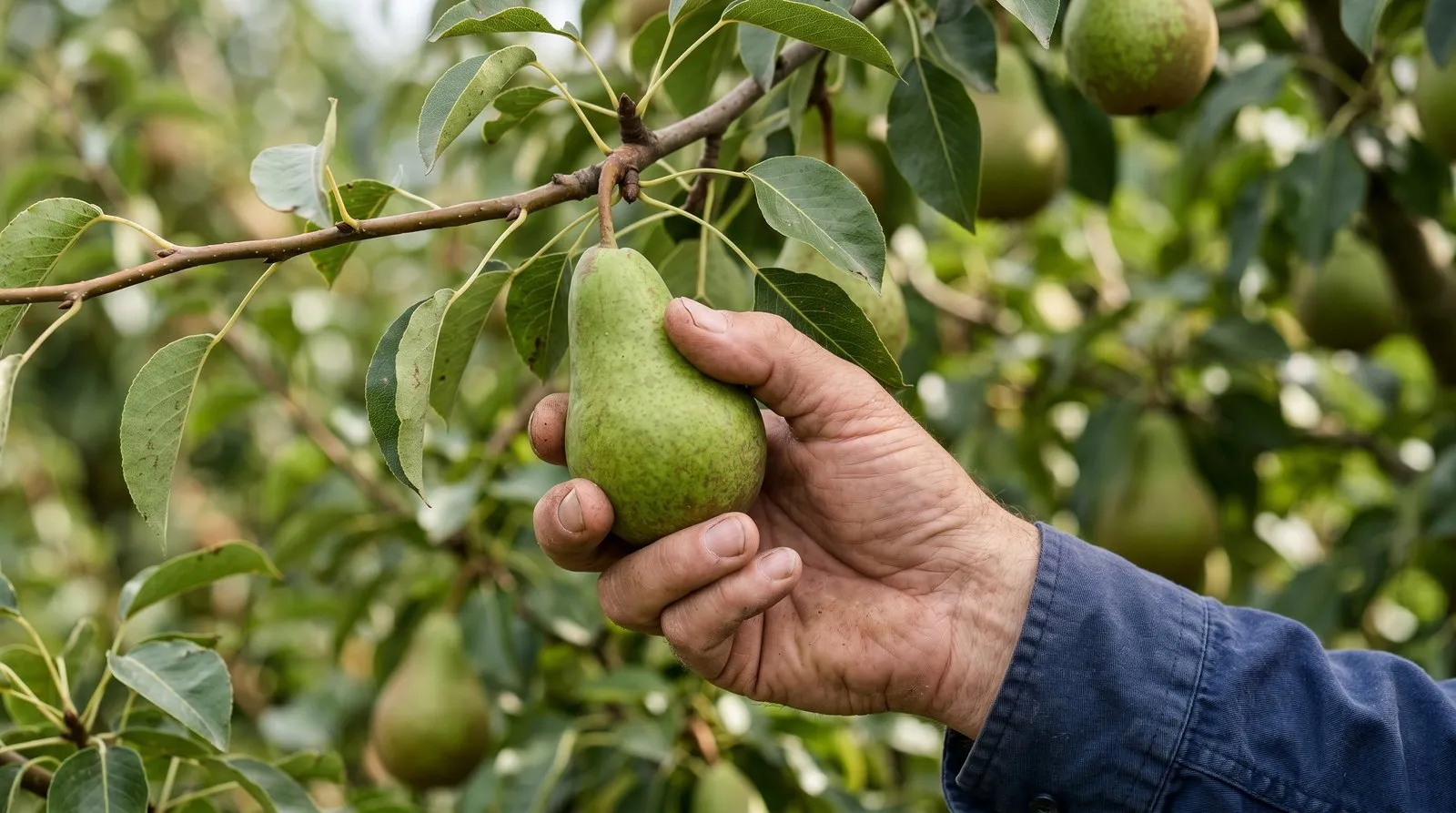 A white adult gardener's hand demonstrating the lift-and-twist test on a pear, cupping and gently turning the firm fruit on the branch