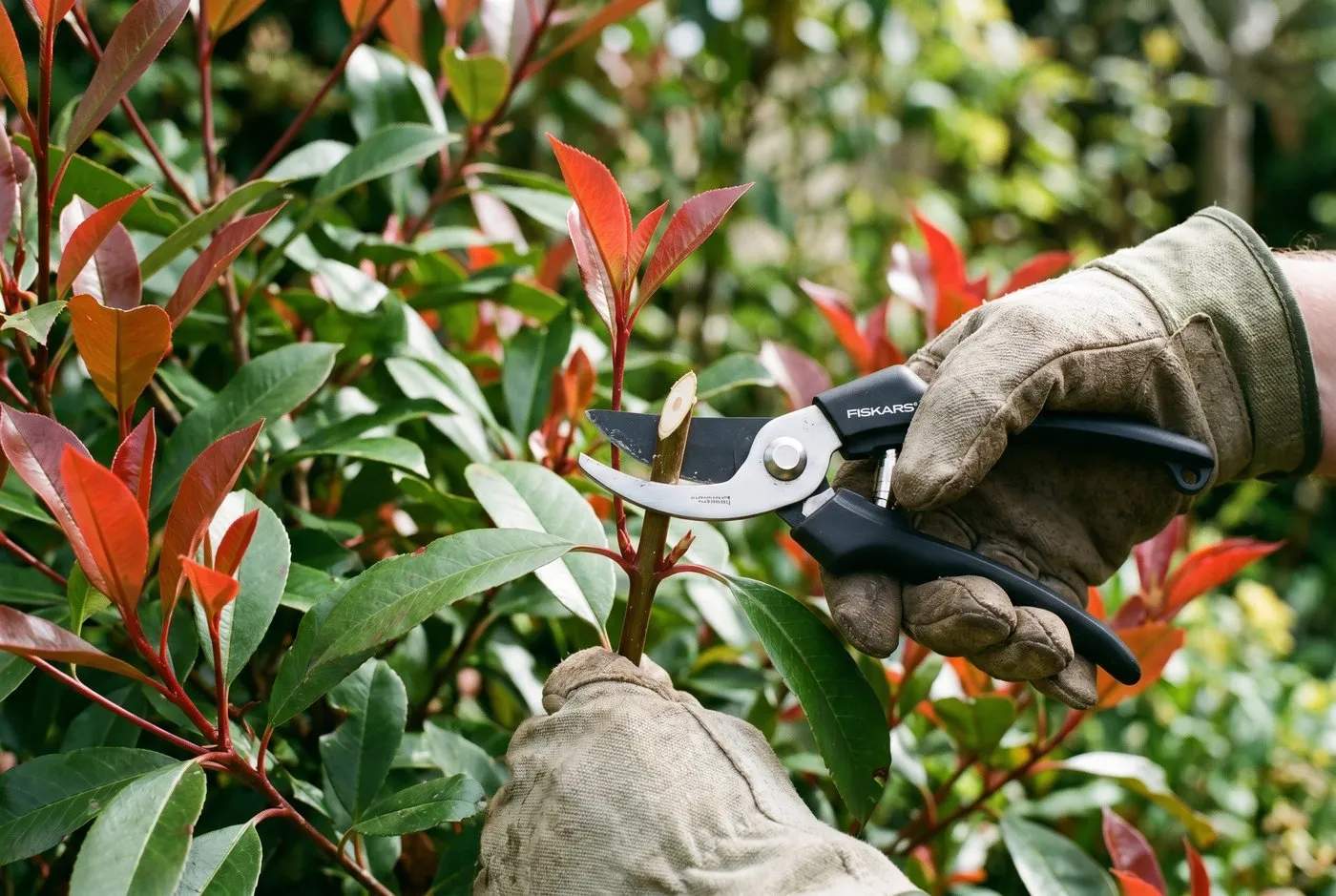 Gloved hands making a clean angled pruning cut on a Photinia Red Robin stem with sharp bypass secateurs in a UK garden