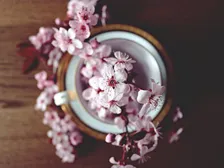 Cyclamen Society Annual Show