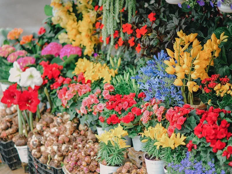 Specialist nursery stall with flowering perennials at a spring plant fair