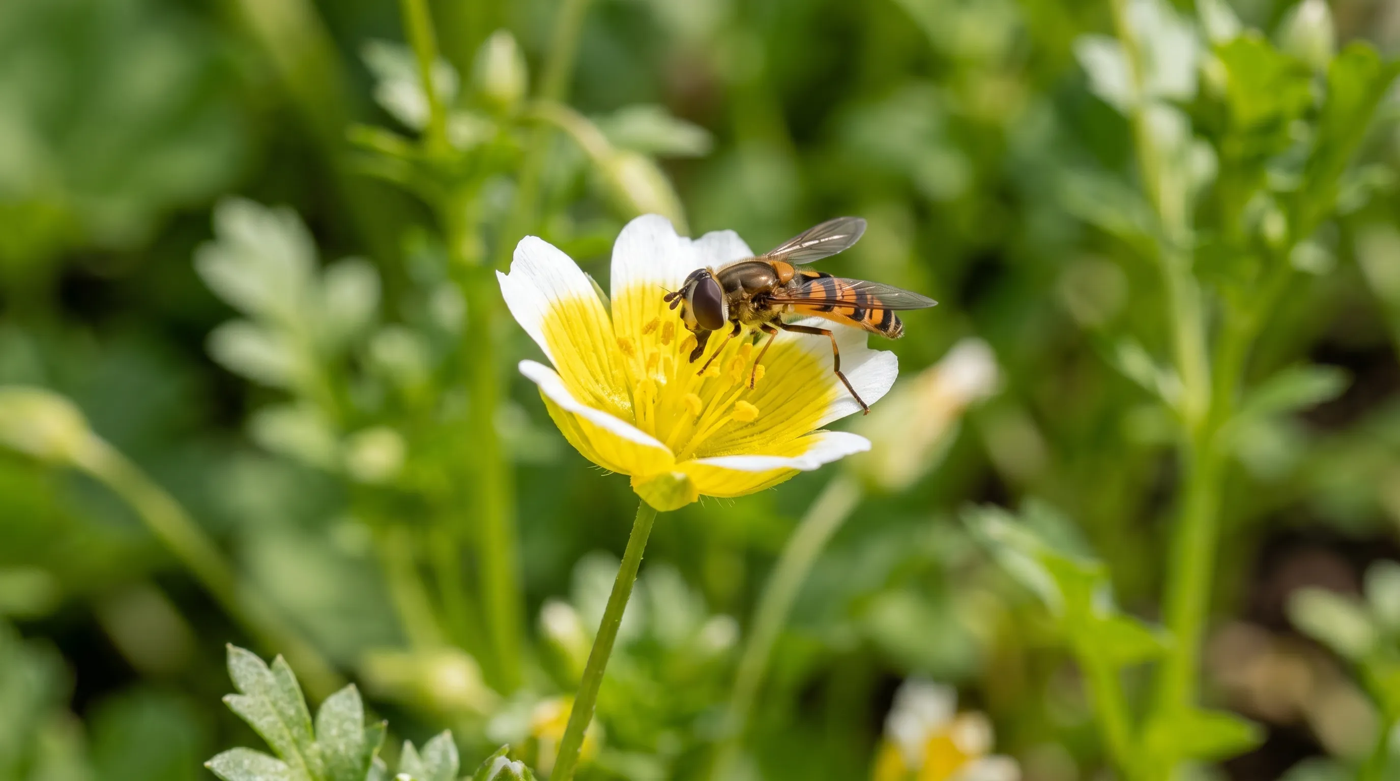 Marmalade hoverfly Episyrphus balteatus feeding on a single Limnanthes douglasii Poached Egg flower at close macro range