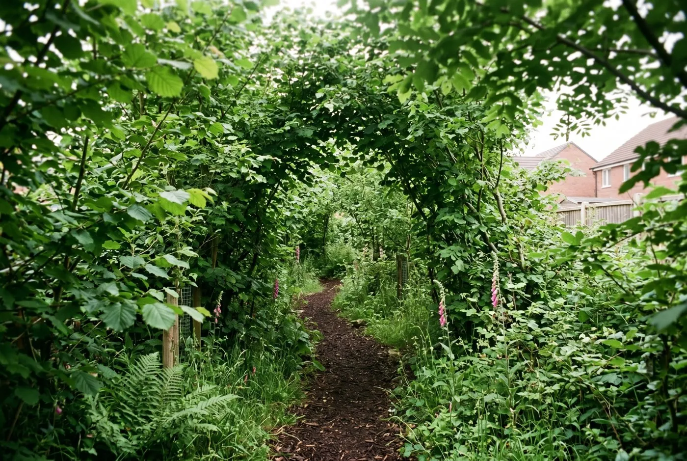 An established three-year-old pocket woodland in a small UK garden with a dense leafy canopy overhead and a narrow bark mulch path winding through