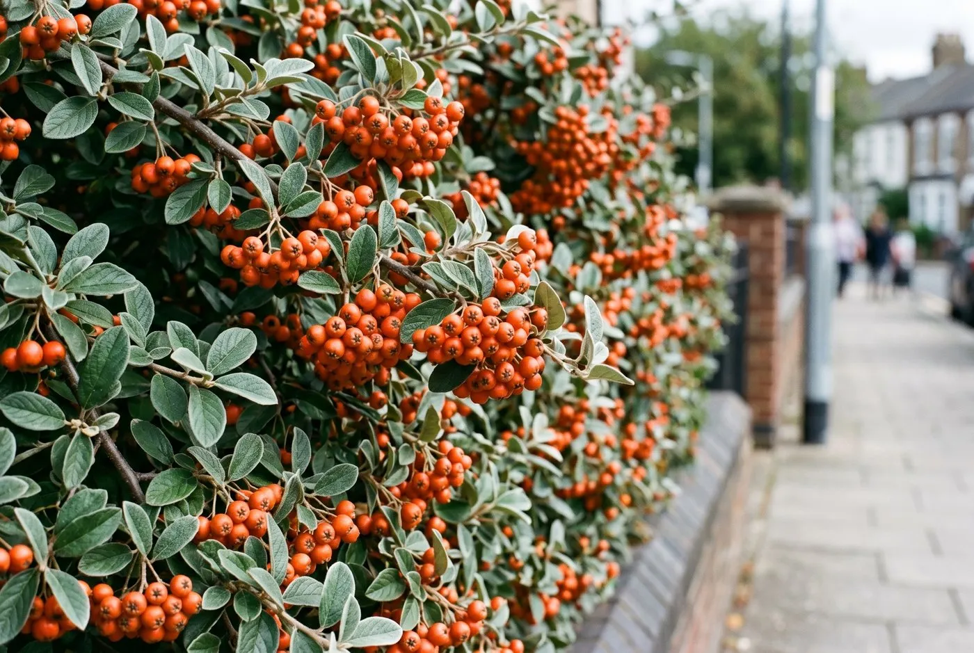 Close-up of cotoneaster franchetii hedge with small textured leaves and red berries beside a UK pavement