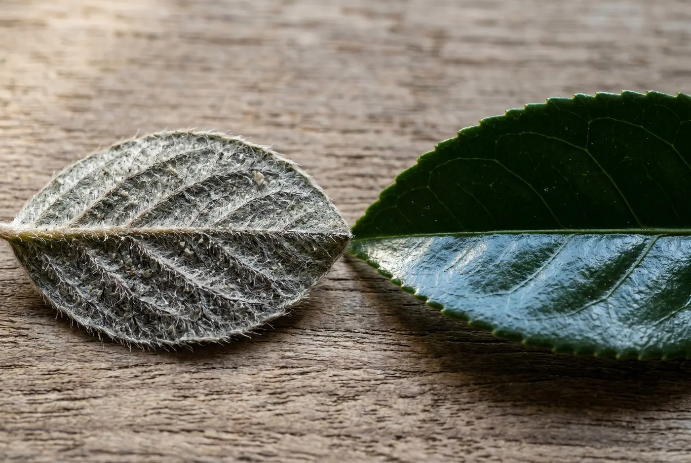 Magnified view of a hairy cotoneaster leaf underside beside a smooth glossy leaf showing texture difference