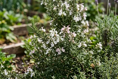 Rosemary (Salvia rosmarinus)