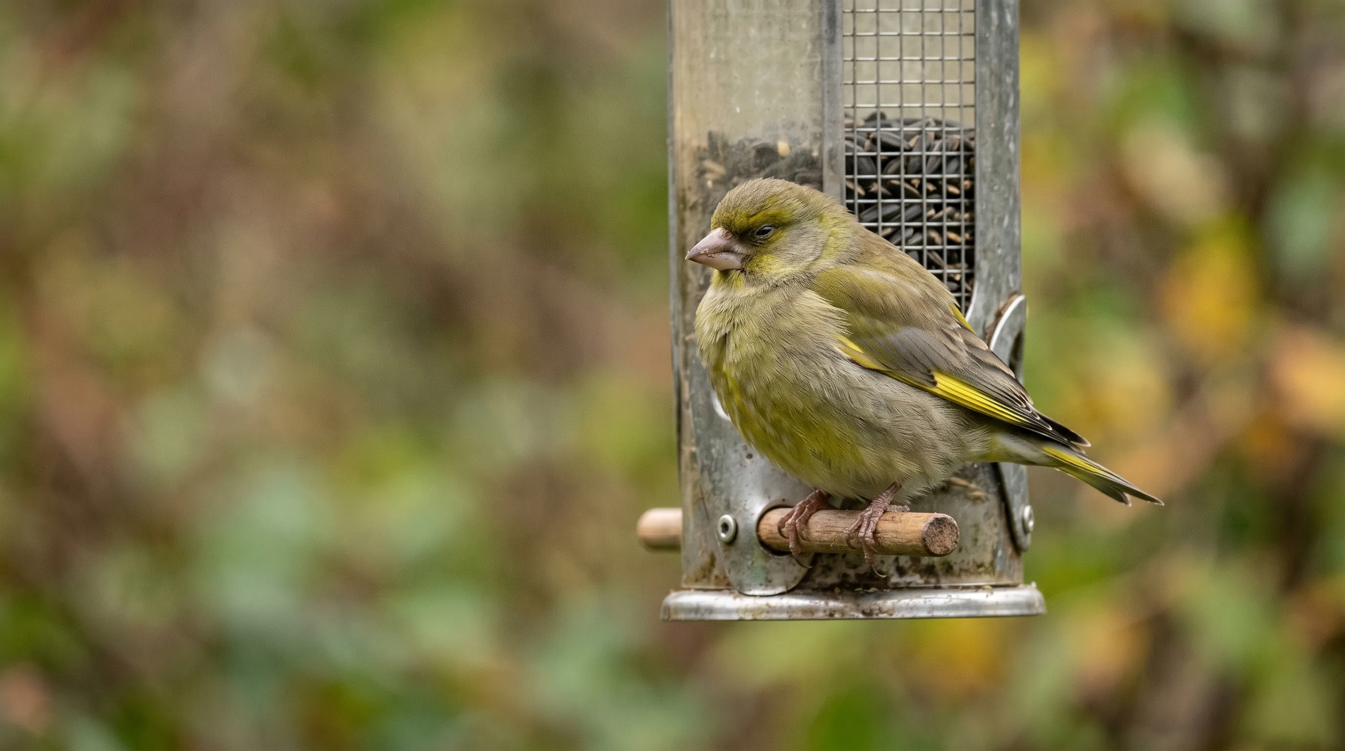 A single fluffed-up greenfinch perched alone and lethargic on a feeder perch in a UK garden, feathers puffed against its body