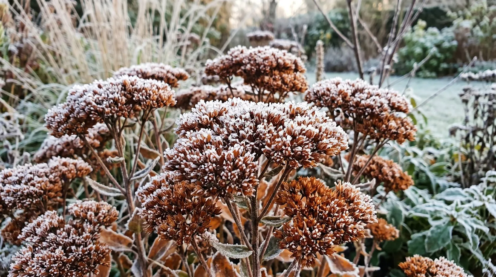 Close-up of sedum 'Autumn Joy' seedheads turned rusty brown and rimed with frost in a UK winter border