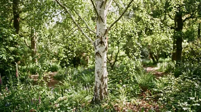 Silver Birch (Betula pendula)