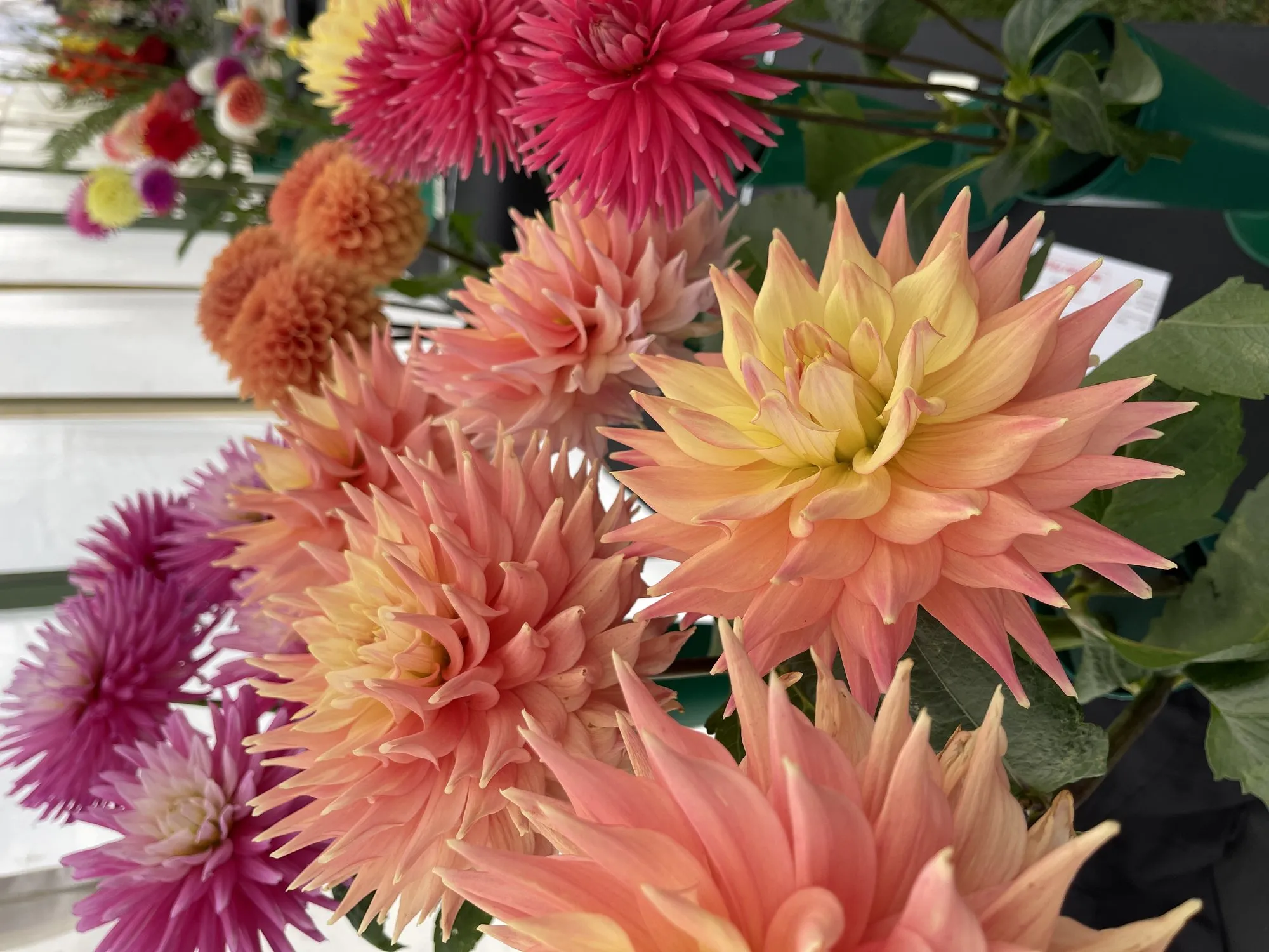 Dahlias in the floral marquee at Taunton Flower Show