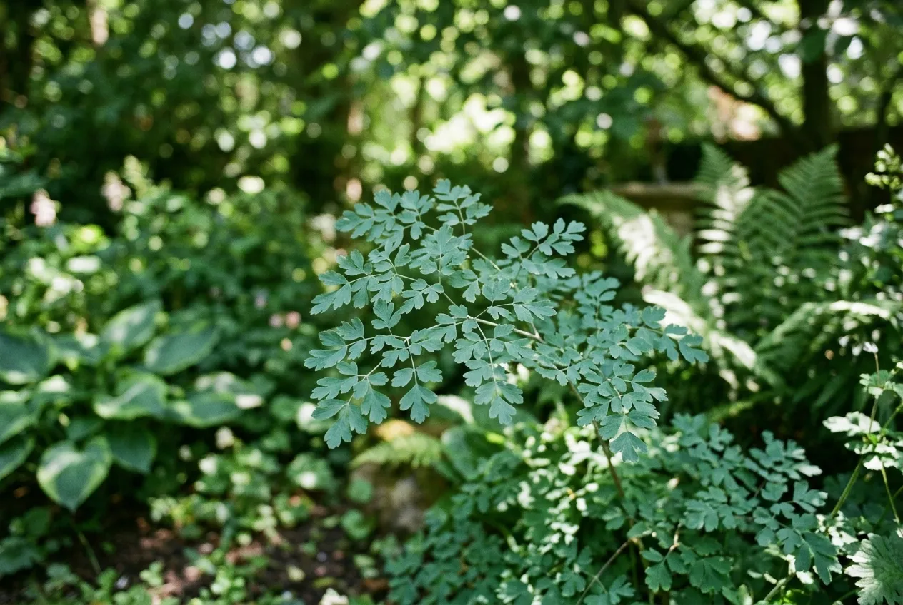Close-up of thalictrum foliage showing delicate blue-green divided leaves resembling aquilegia in a UK woodland garden