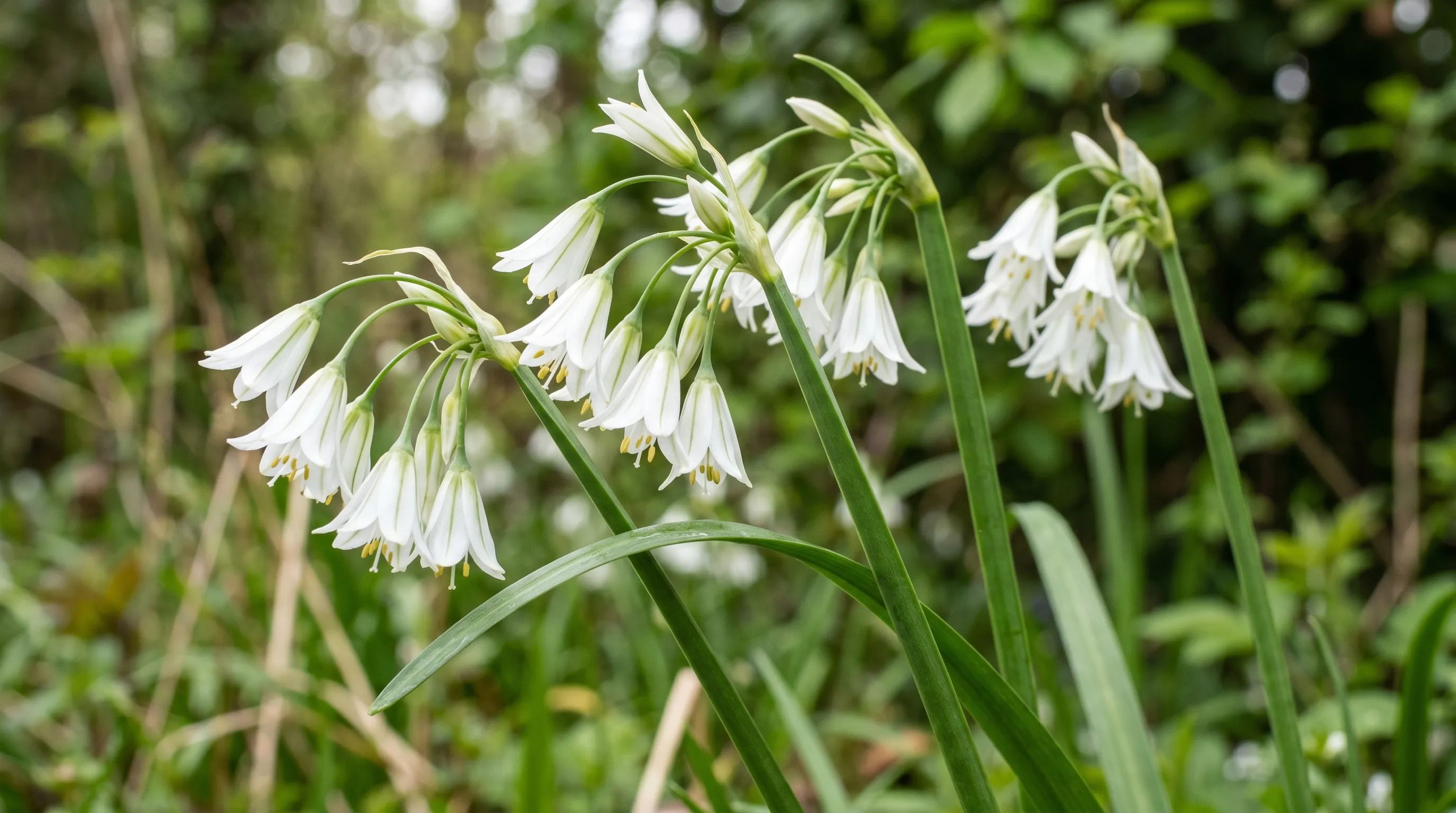 A close-up of three-cornered garlic flowers in full bloom in mid April, showing the white bell-shaped drooping flowers with the green triangular stems and narrow strap-shaped leaves clearly visible