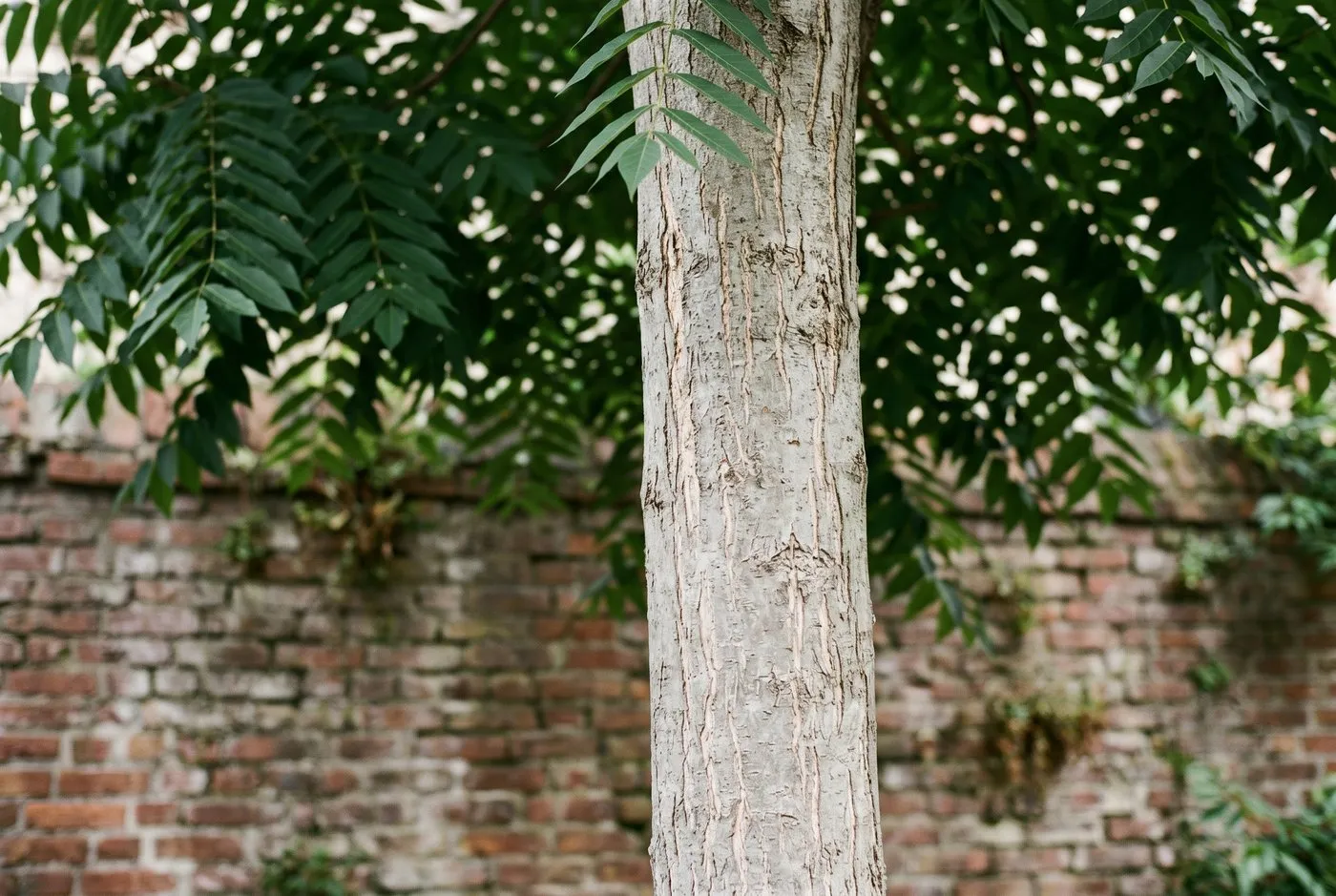 Mature Tree of Heaven trunk with smooth grey fissured bark and pinnate leaves, identifying Ailanthus altissima