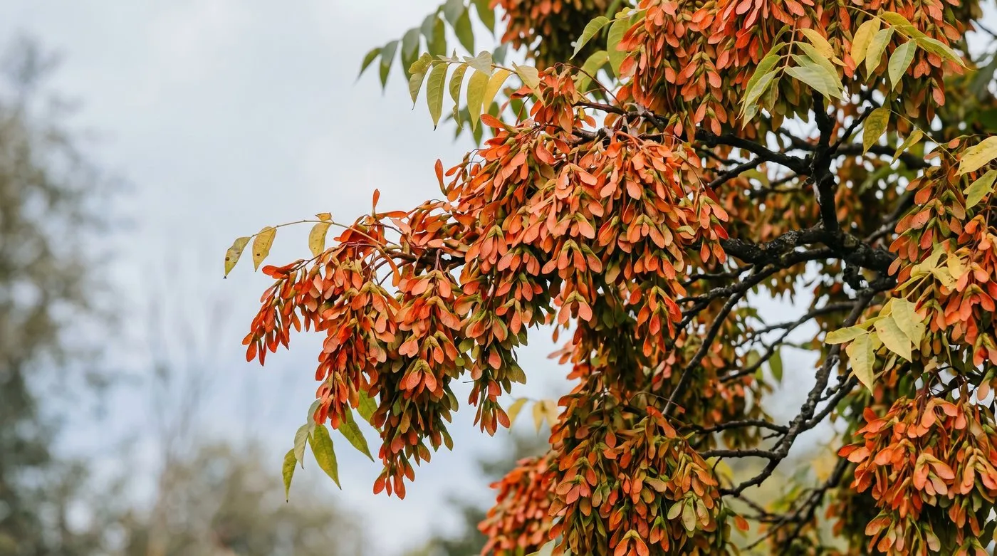 Dense orange-red samara seed clusters hanging from a Tree of Heaven in late summer