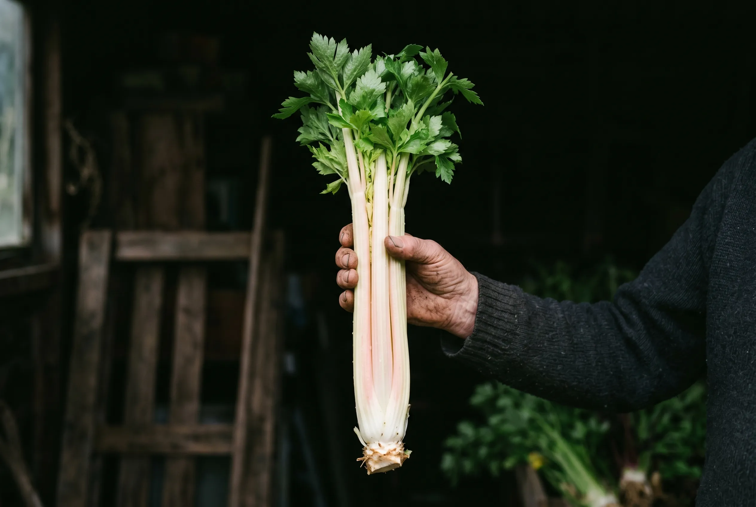 A single lifted exhibition trench celery head freshly washed, showing a long blanched white and pink stem and trimmed roots