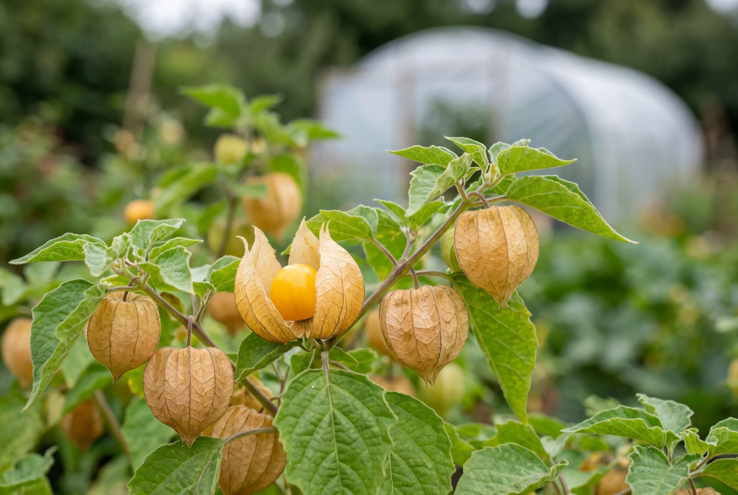 Unusual crops cape gooseberries growing in papery husks on the plant with a polytunnel in the background