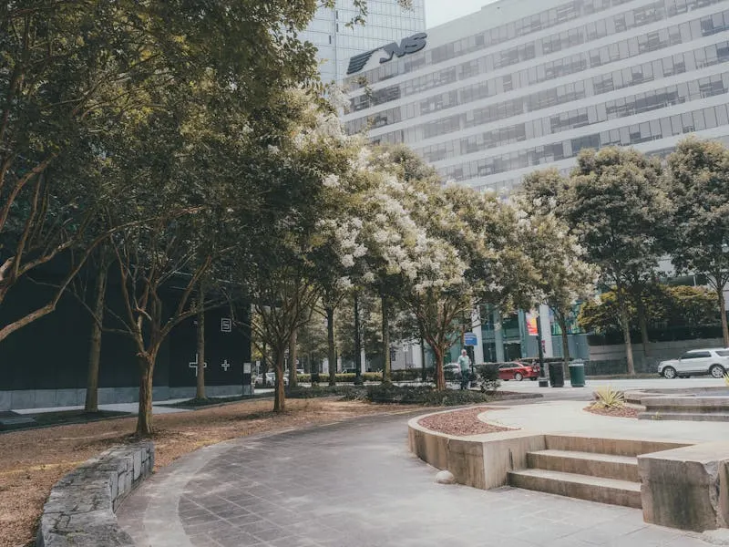 Mature trees in an urban park setting