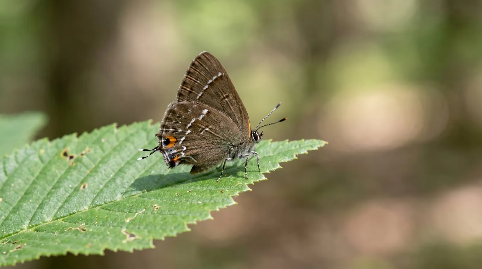 A small brown White-letter Hairstreak butterfly perched on an elm leaf, showing the fine white W-shaped line on its underwing