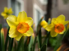 Bright yellow daffodils representing the start of the spring flower show season