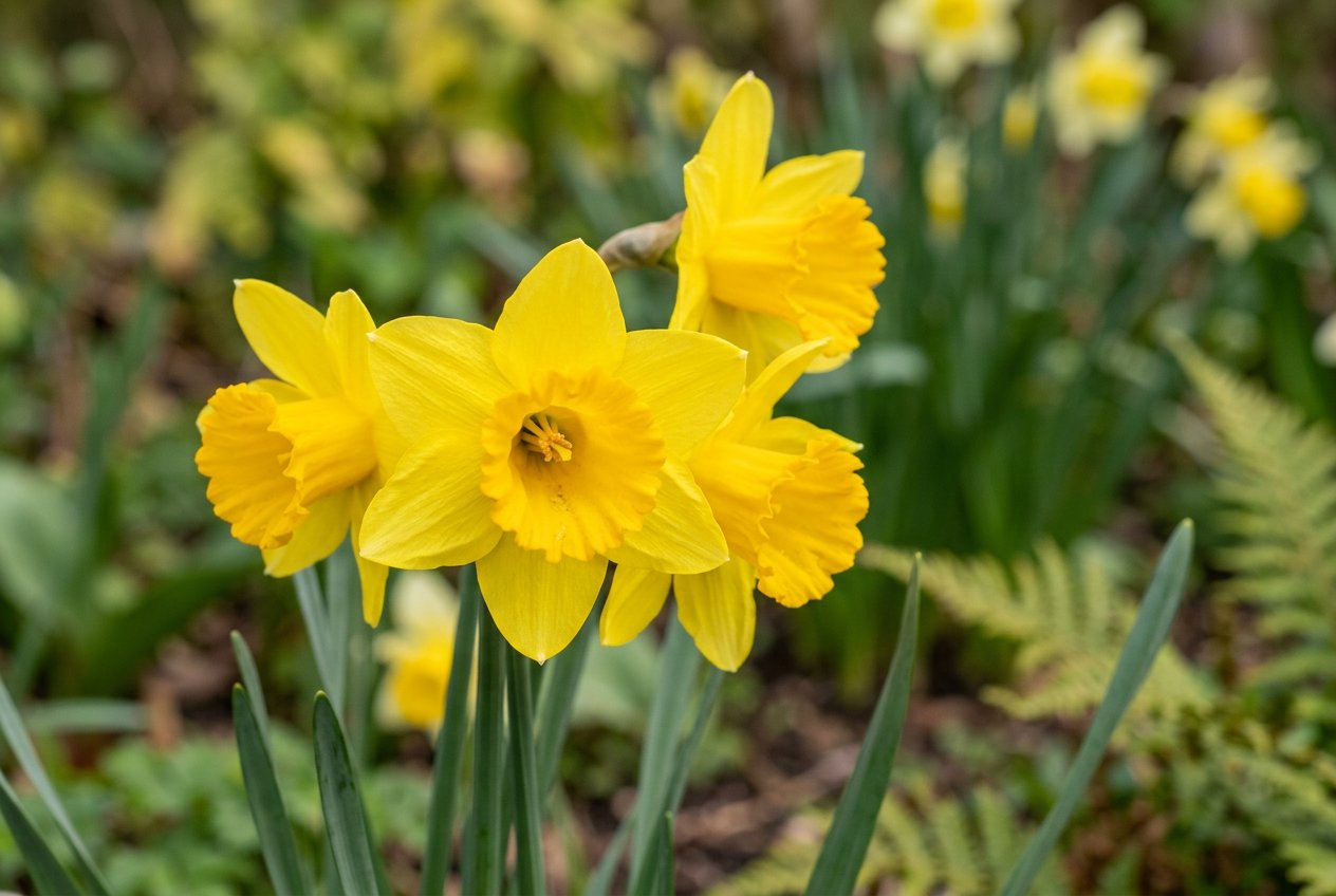 Narcissus 'February Gold' (Narcissus 'February Gold') in bloom